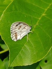 Melanargia halimede