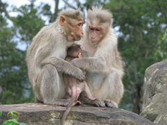 Macaca radiata