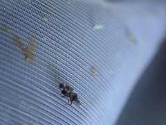 Anthocoris nemoralis