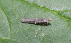 Batrachedra praeangusta