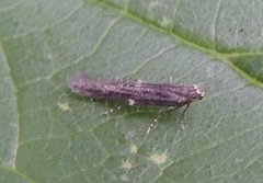 Batrachedra praeangusta