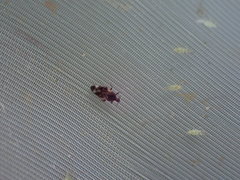 Anthocoris nemoralis
