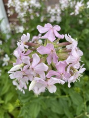 Saponaria officinalis