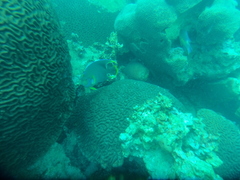 Holacanthus bermudensis