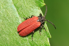 Pyropterus nigroruber