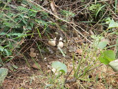 Galloperdix spadicea