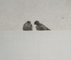 Ptyonoprogne concolor