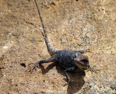 Calotes versicolor