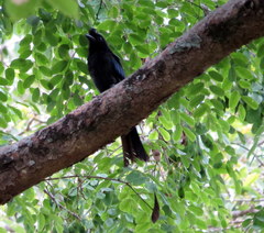 Dicrurus paradiseus