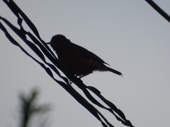 Phoenicurus ochruros