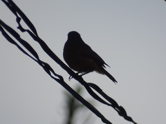 Phoenicurus ochruros