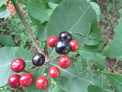 Rauvolfia tetraphylla