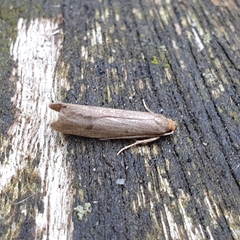 Pseudatemelia josephinae