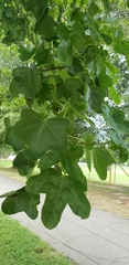 Magnoliopsida