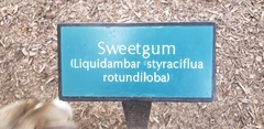 Magnoliopsida