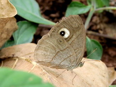Mycalesis junonia
