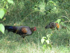 Gallus sonneratii