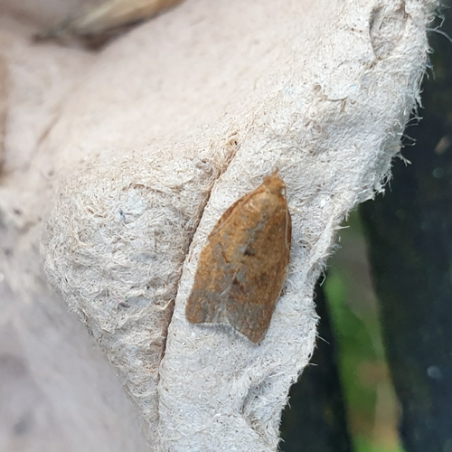 Privet Tortrix, 1797 SL Den Hoorn Texel, Nederland, photo 9 of 10
