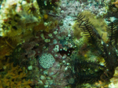 Antiopella longidentata