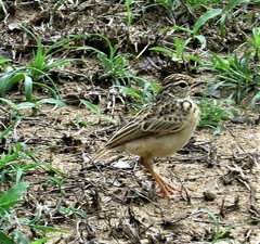 Anthus rufulus