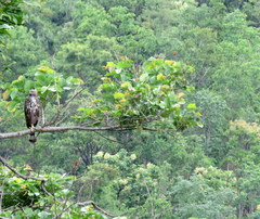 Nisaetus cirrhatus