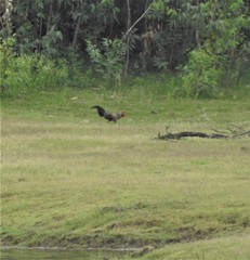 Gallus sonneratii