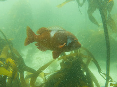 Chrysoblephus laticeps