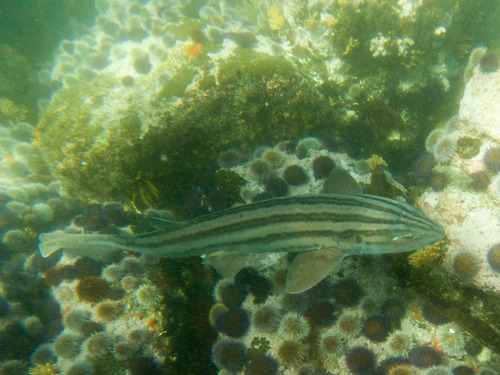 Species image