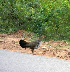 Gallus sonneratii