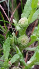 Centipeda cunninghamii