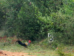Gallus sonneratii
