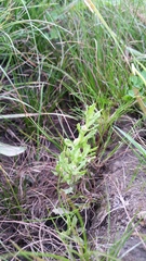 Centipeda cunninghamii