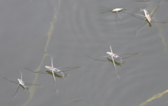 Aquarius adelaidis