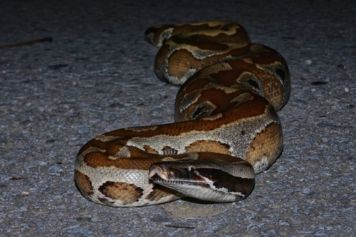 Photo of a Blood Python (Python brongersmai)