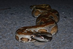 Python brongersmai