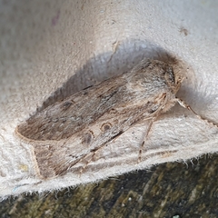 Agrotis ripae
