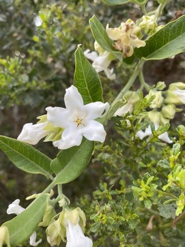 iNaturalist observation photo of Moth Vine