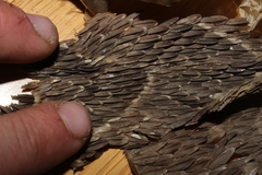 Bitis arietans arietans