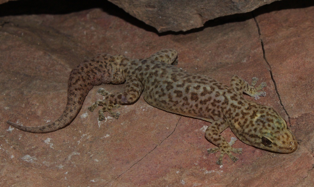Inland Rock Gecko
