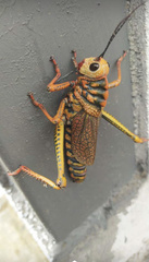 Thrasyderes leprosus