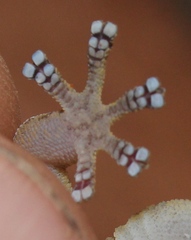 Inland Rock Gecko photo 5