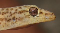 Inland Rock Gecko photo 2