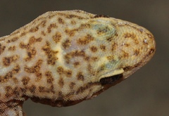 Inland Rock Gecko photo 3