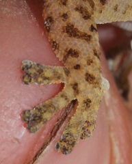 Inland Rock Gecko photo 4