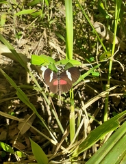 Heliconius himera