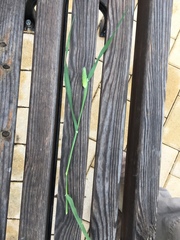 Phalaris brachystachys