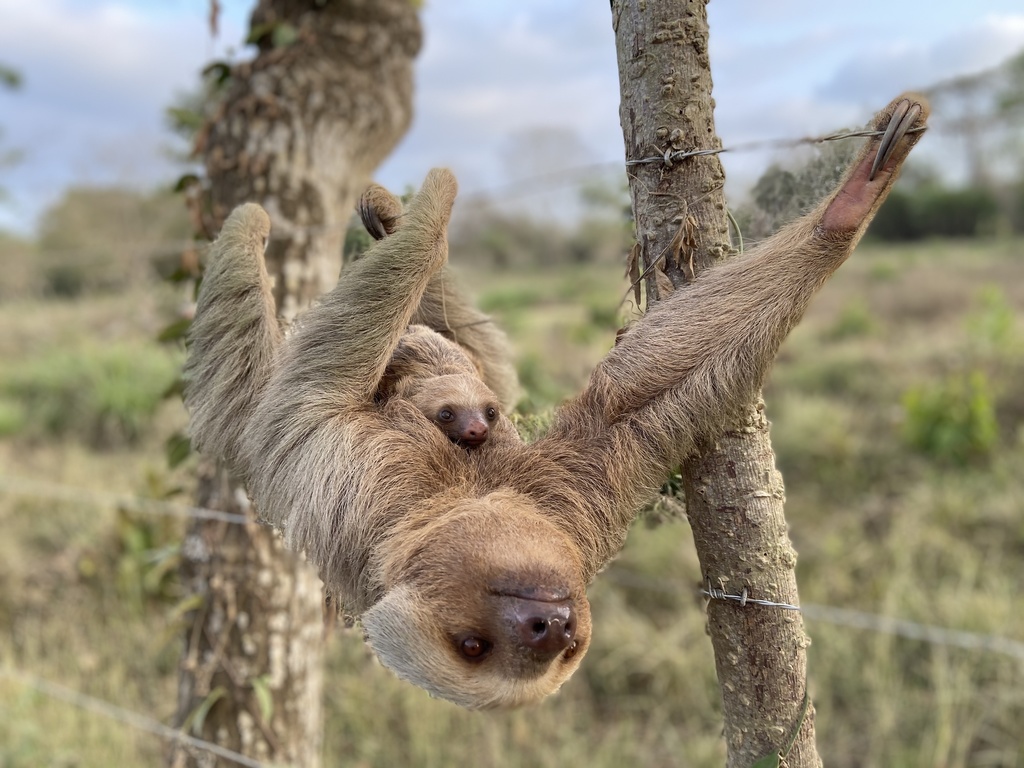 Hoffmann's Two-toed Sloth (Choloepus hoffmanni) - Know Your Mammals