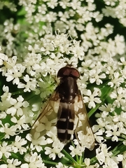 Leucozona laternaria