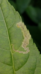 Aulagromyza orbitalis