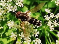 Leucozona laternaria